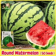 เมล็ดพันธุ์แตงโม เมล็ดแตงโม เนื้อสีแดง หวานสุดๆ บรรจุ 50เมล็ด Sweet Watermelon Seed Fruit Seeds for Planting เมล็ดพันธุ์ผลไม้ เมล็ดพันธุ์ OP/F1 แท้ ผลไม้อินทรีย์ ต้นไม้ผลกินได้ ต้นไม้กินผล เมล็ดผลไม้ พันธุ์ไม้ผล บอนไซ เมล็ดพันธุ์ผัก ปลูกได้ตลอดปี ปลูกง่าย