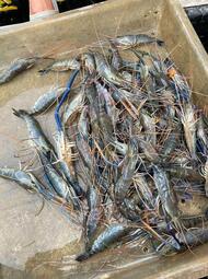 塭現抓，泰國蝦軟殼蝦，中大尺寸一斤約8–14隻