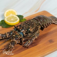 hoot sale Lobster Laut Frozen - 1kg - Seafood by Aruna terjamin