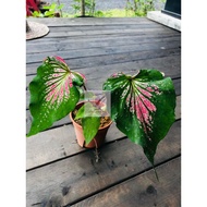 Anak Pokok Keladi, Caladium Real Live Plant🌱 Thai Beauty, Pink Burst, Garis Merah🌱