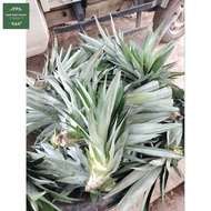 COMBO 10 CÂY DỨA MẬT MD2 KHÔNG GAI TẶNG 2 CÂY VÀ KÈM PHÂN BÓN LÓT