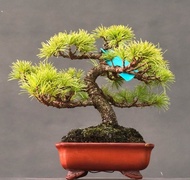 日本入口五葉松小品（包郵）