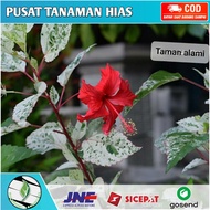 tanaman hias bunga sepatu varigata - kembang sepatu varigata