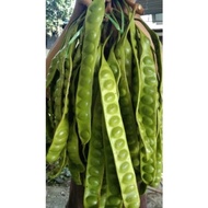 3PCS PETAI FRESH | 3 PAPAN PETAI ULAM | PETAI FRESH | BUAH PETAI | ULAM PETAI