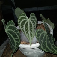 tanaman hias/anthurium king of clarinervium original