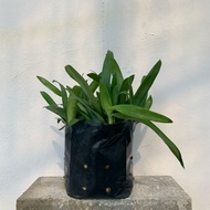 TA Pokok Rumput Siti Khadijah (S)