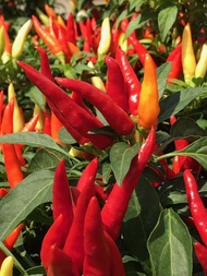 Benih/Bibit Cabe Rawit Hijau Lokal 5gr & 10gr isi (-+1000 & -+2000) biji/butir benih Berkualitas Cab