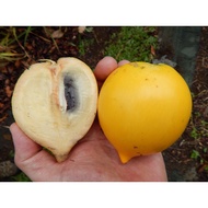 Pokok Abiu Golden Fruit