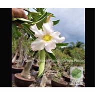 Adenium 富贵花 Rare Somalense White Flower 5/10 Seeds-Benih-种子.Thailand Origin. Ready Stock in Msia.