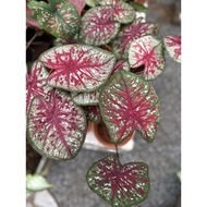 JUALAN KELADI ID GOLD SWAN,RUFFLE DAN INFINITY