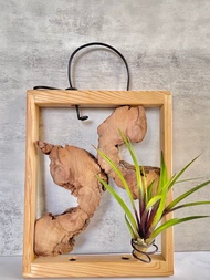 【檜木與香樟】背靠背的美感| 空氣鳳梨。空氣鐵蘭