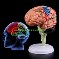 4 d assembled brain brain anatomy of cerebral artery neurologist removable human brain model teachin