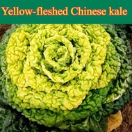 【 Wuta Vegetable Seeds 】Organic Vegetable Seeds,, Yellow-fleshed Chinese kale,Wuta Vegetable, Vegeta