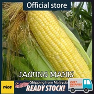 Benih Jagung Manis Jumbo F1 Hibrid