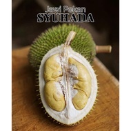 ANAK BENIH POKOK DURIAN JAWI PEKAN SYUHADA (BUNGA MERAH LOWIANUS)