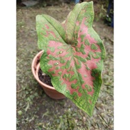 Butterfly Caladium ( Anak Keladi)