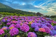 【北海湯旅】陽明山竹子湖花季、龜吼品蟹市集、情人湖、金山沐舍溫泉二日遊