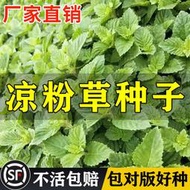 現貨  特價 小欣種業涼粉草種子特菜仙人凍仙草尖萼魚黃草陽臺蔬菜庭院四季播種種籽
