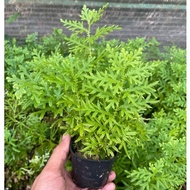 Big pot***