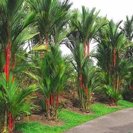 TANAMAN HIAS PALEM MERAH PALM MERAH ASLI