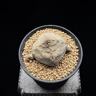 SG2217-精品四方凝蹄玉/特選基因🔥多肉植物小盆栽禮物🔥