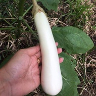 Biji benih terung putih/white aubergine
brinjaul
eggplant seeds/白茄子种子