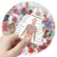 50 pcs human body stickers, waterproof human body parts