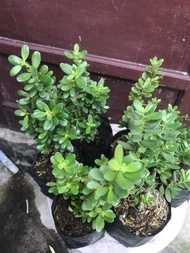 (2 pohon) Santigi mawar