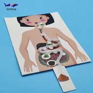 Simhoa Human Digestive System Model Human Body Organ Teaching Tools Handicraft 3D