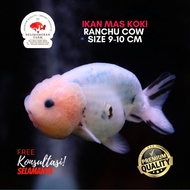 IKAN MAS KOKI RANCHU COW SAPI SIZE 8-9 CM PREMIUM QUALITY BERGARANSI