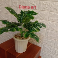 pohon monstera#monstera#daun monstera#monstera plastik#bunga plastik