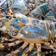 Lobster hidup fresh / segar 500-800