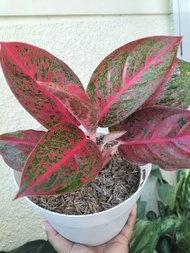 Aglaonema Red Stardust budgetmeal live real plants indoor outdoor plants