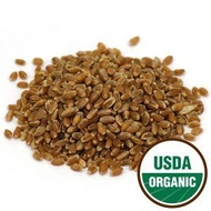 (Honeyman Farms) Wheat Grass Sprouting Seeds Organic - Agropyron elongatum 1 lb(Starwest Botani...