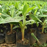 PAKET 10 Bibit Pisang Cavendish Murah