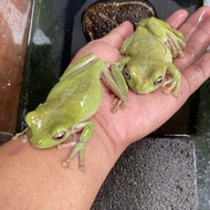 KATAK PESEK DUMPY TREE FROG KODOK POHON-Samitra shop