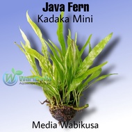 Kadaka Mini Java Fern Tanaman Aquascape Wabikusa