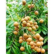 POKOK LONGAN BERLIAN HIBRID siap berbuah