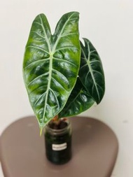 Alocasia Pink Dragon #1