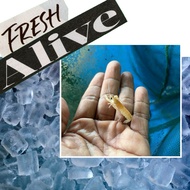 "Frozen Food" - (2inch,Orange) Udang kara air tawar, Lobster air tawar, Redclaw crayfish