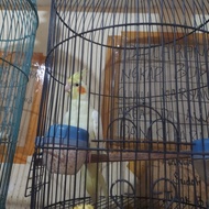 Burung Falk Jantan / Betina