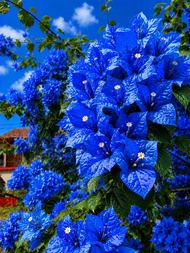 3 Keratan Cutting Bunga Kertas Electric Blue Cutting Bougainvillea Bougainvilla Flower Plant - 3 Cut