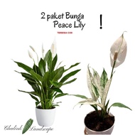 Paket 2 Bunga peace lily variegata dan peace lily hijau