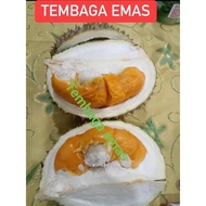 🔥PROMOSI🔥POKOK DURIAN TEMBAGA EMAS HYBRID