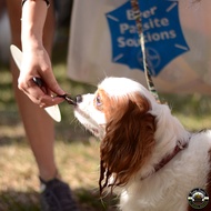 Furry Treats Beef Munchies