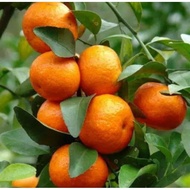bibit jeruk Santang madu kondisi berbuah