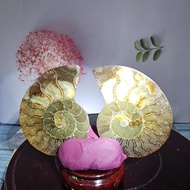 Swe 79 Natural Ammonite Fossil shell.