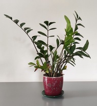 金錢樹 室內植物 盆栽