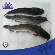 FROZEN FISH KELI CLEANED 2KG/PKT 冷冻塘鲺鱼 - GST FRESH MART