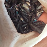 PUNg. udang pakan ikan predator cere sungai